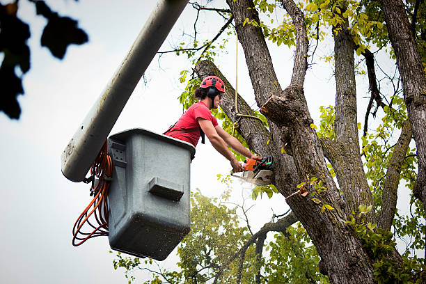 Best Tree Risk Assessment  in Hampton Bays, NY